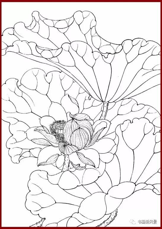 工笔白描简单荷花视频教程,工笔荷花的各种形态白描稿