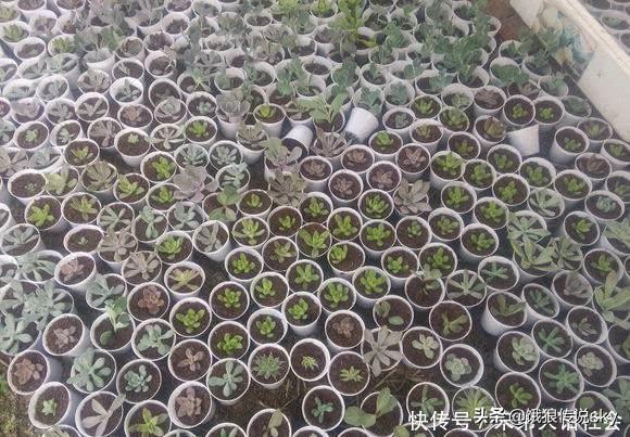 密集恐惧症心理分析,密集恐惧症并不可怕