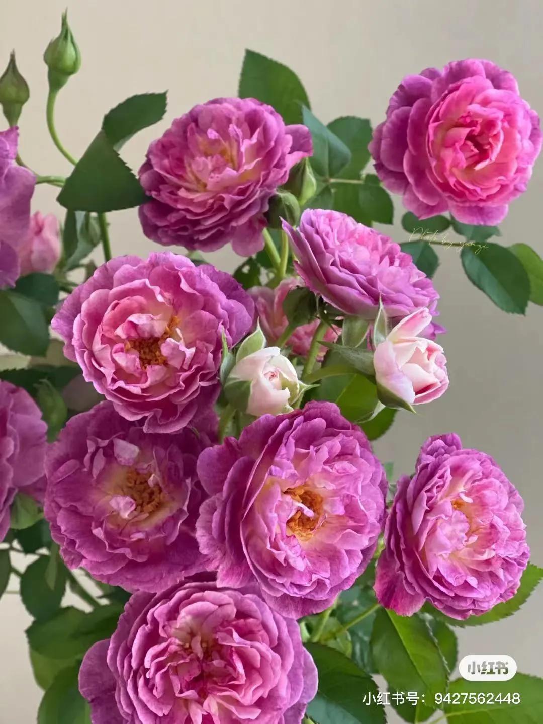 获得worldrose的12款月季品种,露台月季品种推荐