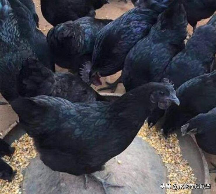养这种“四黑鸡”3年，他快被顾客给“玩坏”了