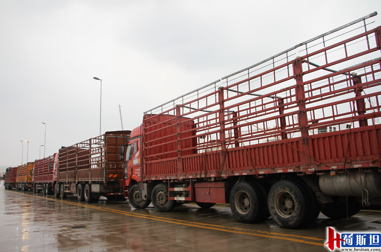 4000头新西兰牛抵达大丰港适合中国消费者的海福特肉牛强势来袭