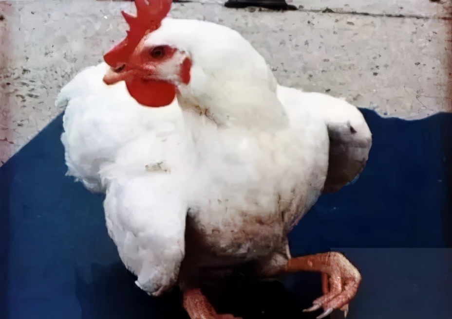 鸡群生病后有什么表现,鸡群出现瘫痪是怎么回事