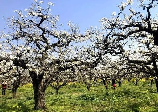到了京郊这些花开四溢的“仙境”，您简直可以把日子过成诗！