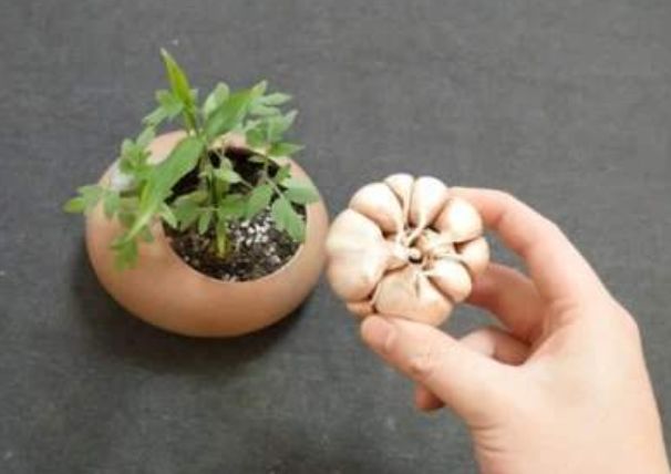 花草生病别着急，拿厨房“2种东西”来帮忙，就能治好一大片