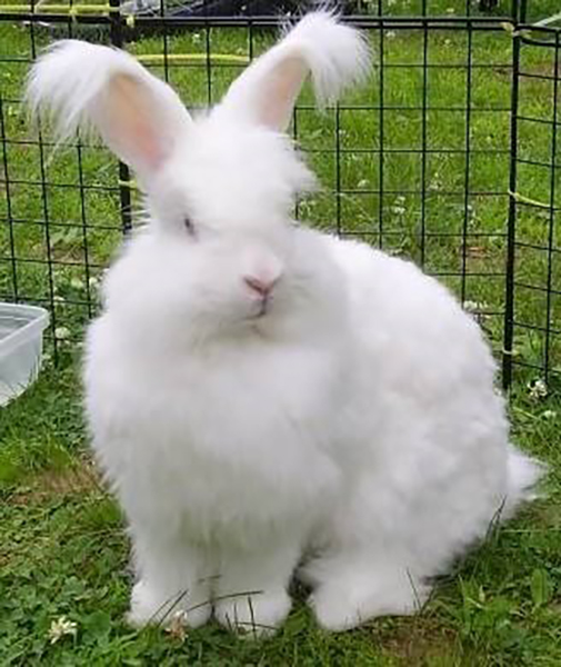 与兔有关的歇后语兔子不吃窝边草,兔子不吃窝边草的歇后语