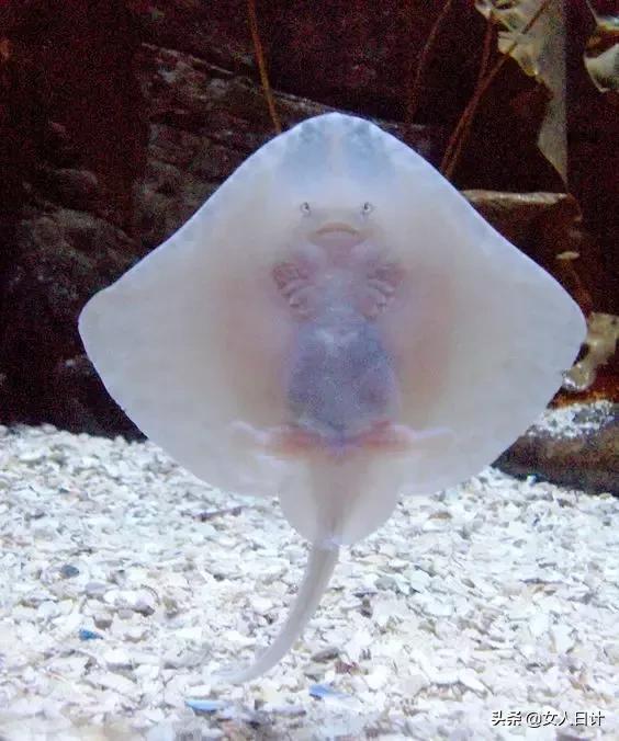 致命的60种动物,这100种动物你都认识吗