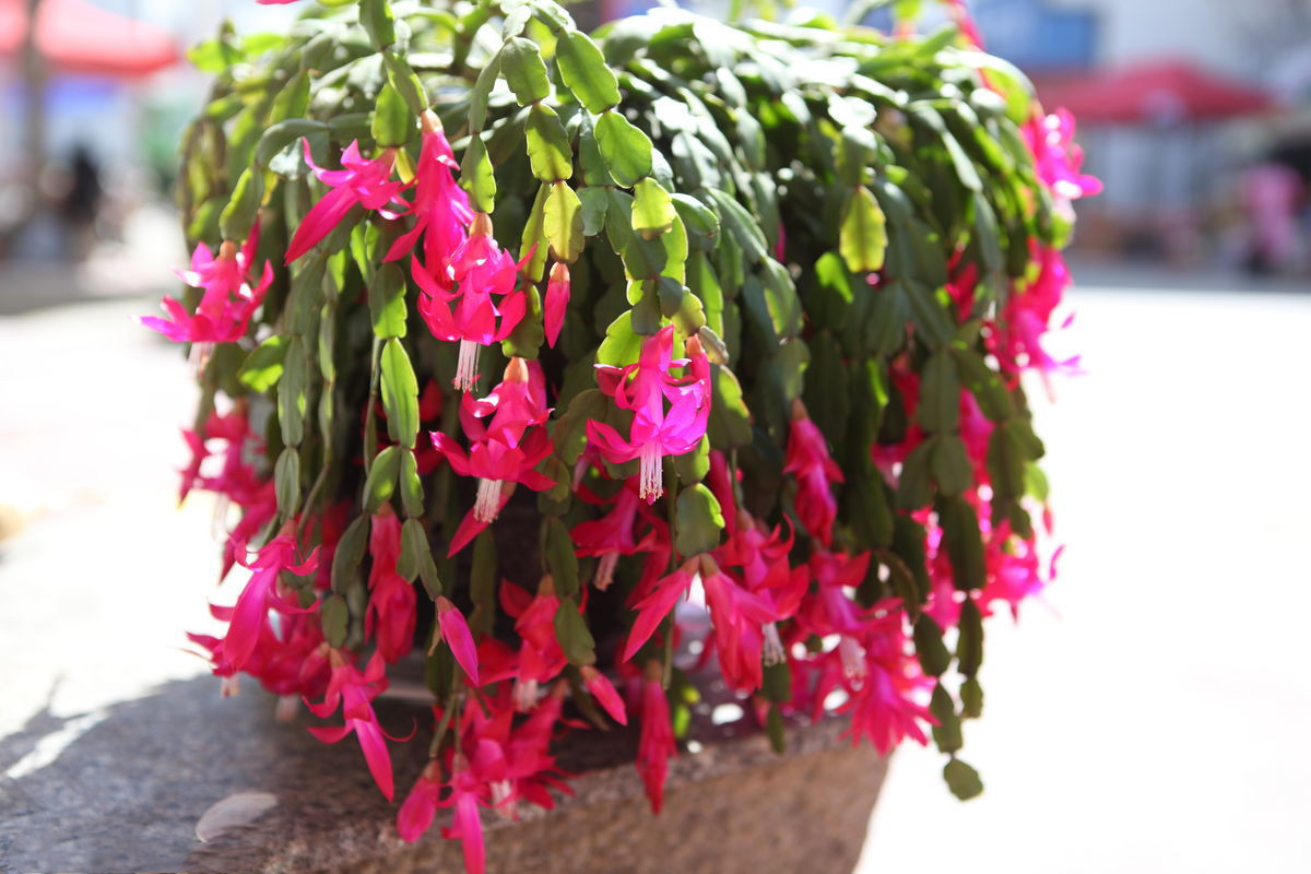 蟹爪兰如何养根才能不烂,蟹爪兰夏季烂根怎么救活