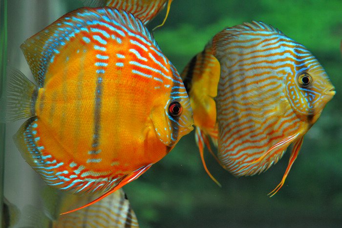 七彩神仙爱好者,野生七彩神仙开口