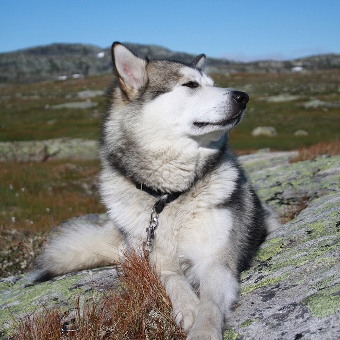 世界上最昂贵的10只狗,世界上十大最名贵的犬种附图