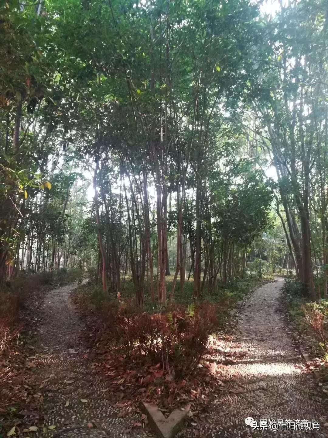 固始县慈济高中操场多大图,固始县慈济高中附近有啥好玩的