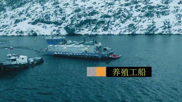 网箱养鱼死了,网箱养鱼生财之路