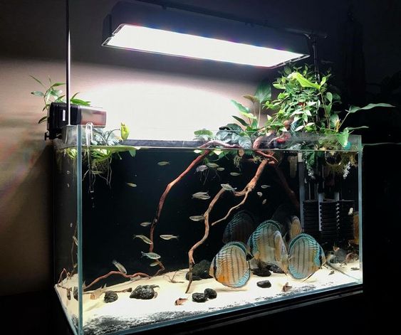 观赏鱼硝酸盐安全范围,鱼缸亚硝酸盐高对鱼有什么影响