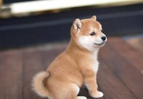 柴犬“咬人”主人一招制服，看到训练方法后，网友：学到了