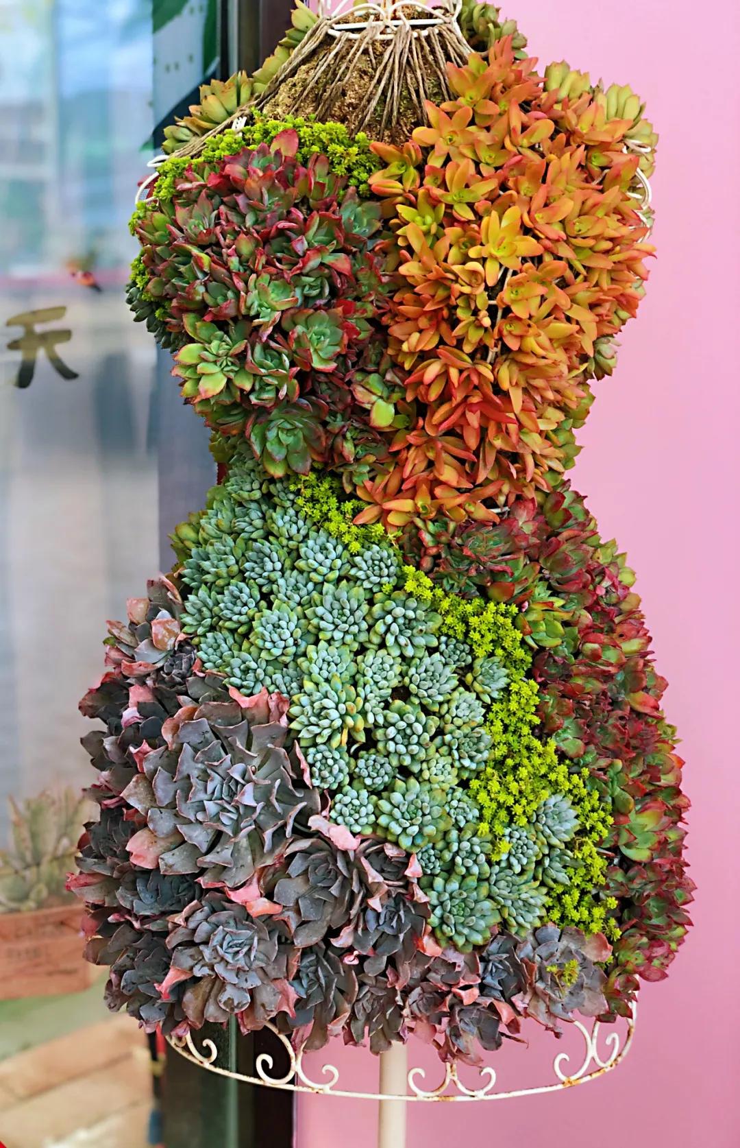 这个年销量上亿株多肉的县城，举办了首届多肉电商节