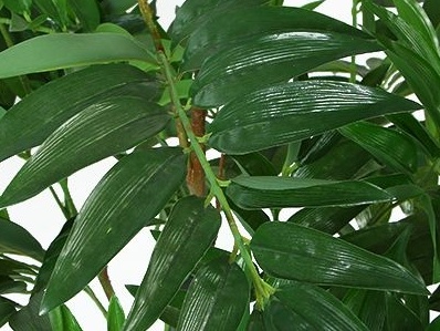 发财竹发黄怎么办最快最有效,发财竹发黄怎么办