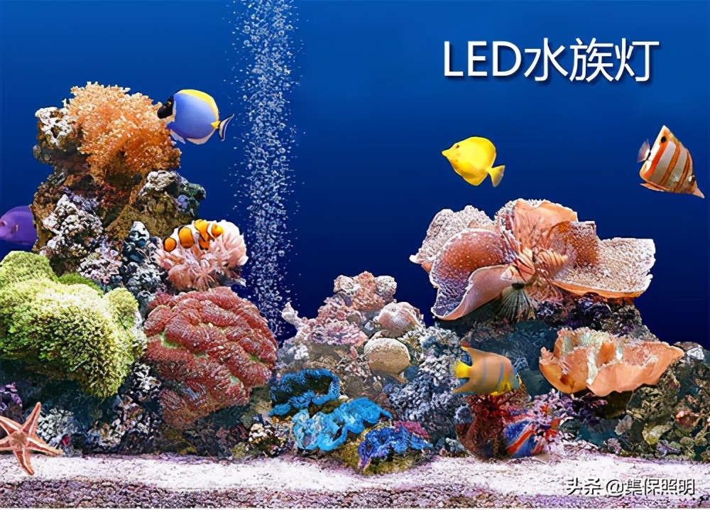 锦鲤怎么养才能长得好看,锦鲤怎样养才养得好看