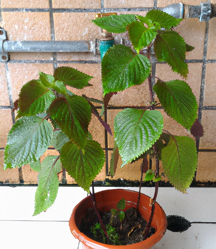 农村1种“香草”，以往牛都不愿吃，如今出口卖到日韩，价格极高