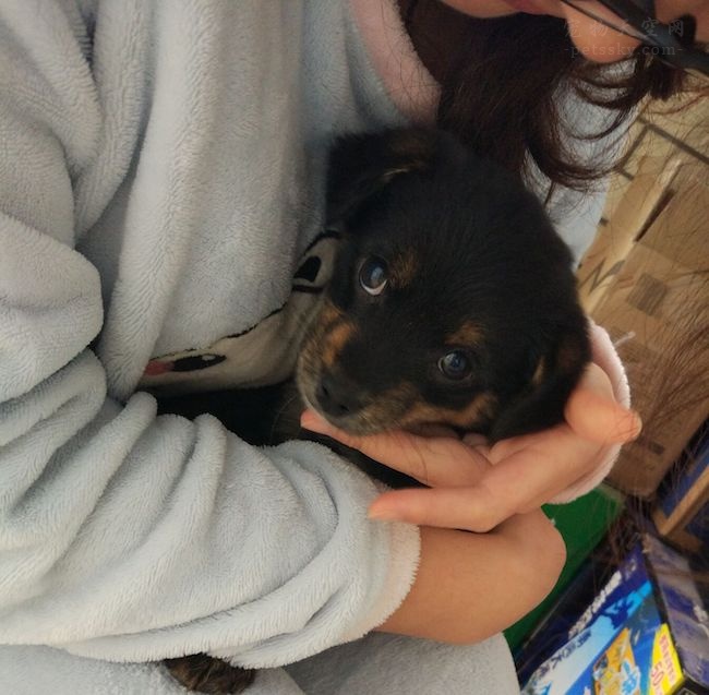 狗狗被救助很开心,狗狗被放在笼子里救助