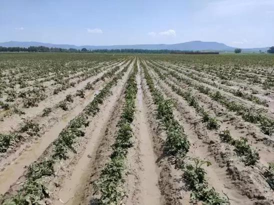 抗灾减损保丰收,抗旱保苗确保秋粮丰产