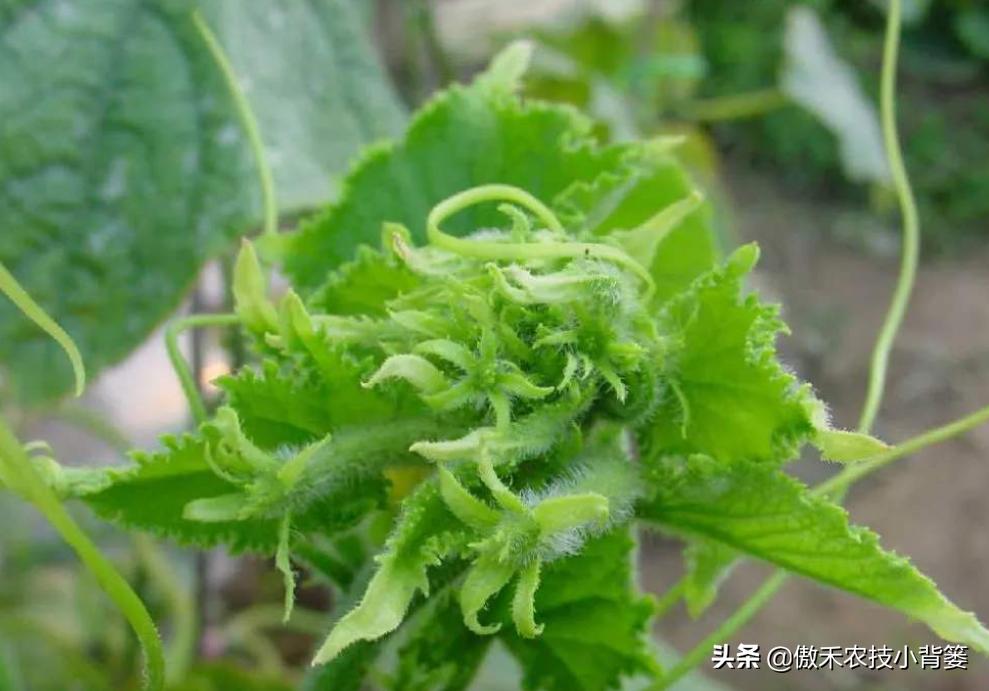 黄瓜还没结就花打顶了怎么办,黄瓜出现花打顶的原因和防治措施