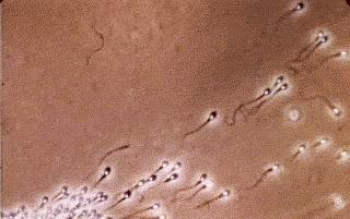 揭露代孕的骗局,揭露代孕黑色产业链的案例