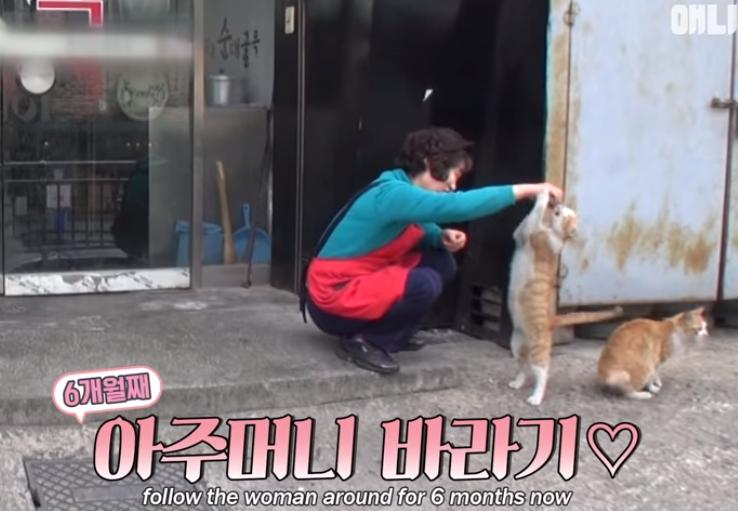 猫冷血无情是什么原因,猫冷酷无情是怎么回事