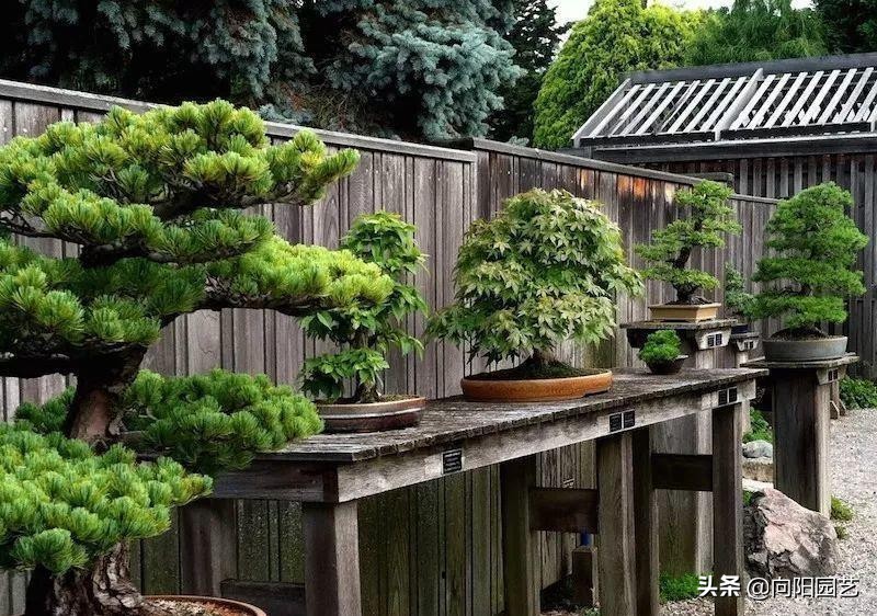 盆景应该怎么养才好看,盆景新手入门知识盆景的基本属性