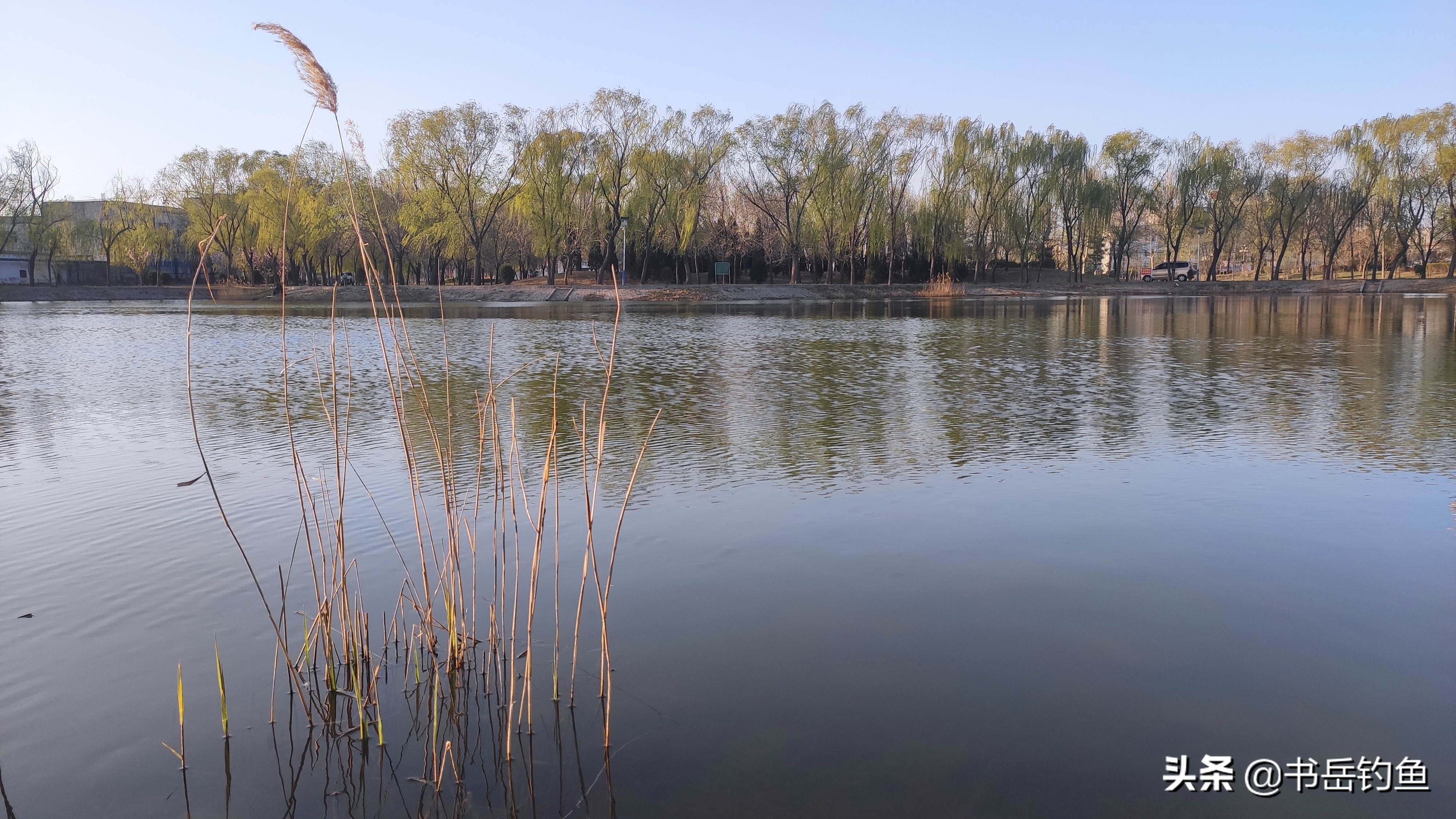 水库钓草鱼用草怎么打窝,散饵钓草鱼最佳配方