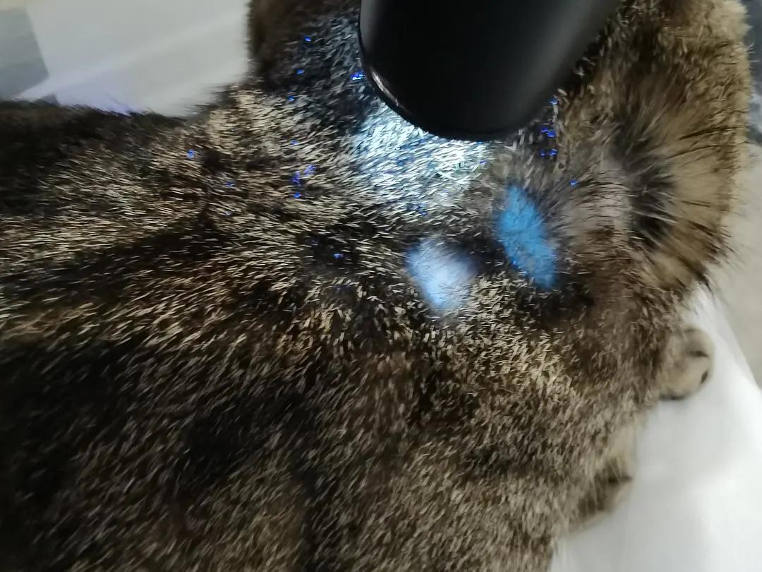 猫狗常用药品大全,猫狗必备药