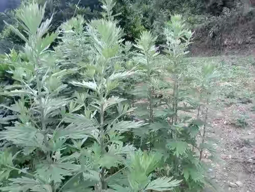 什么时候割艾草最佳 (什么时候割艾草最好呢)