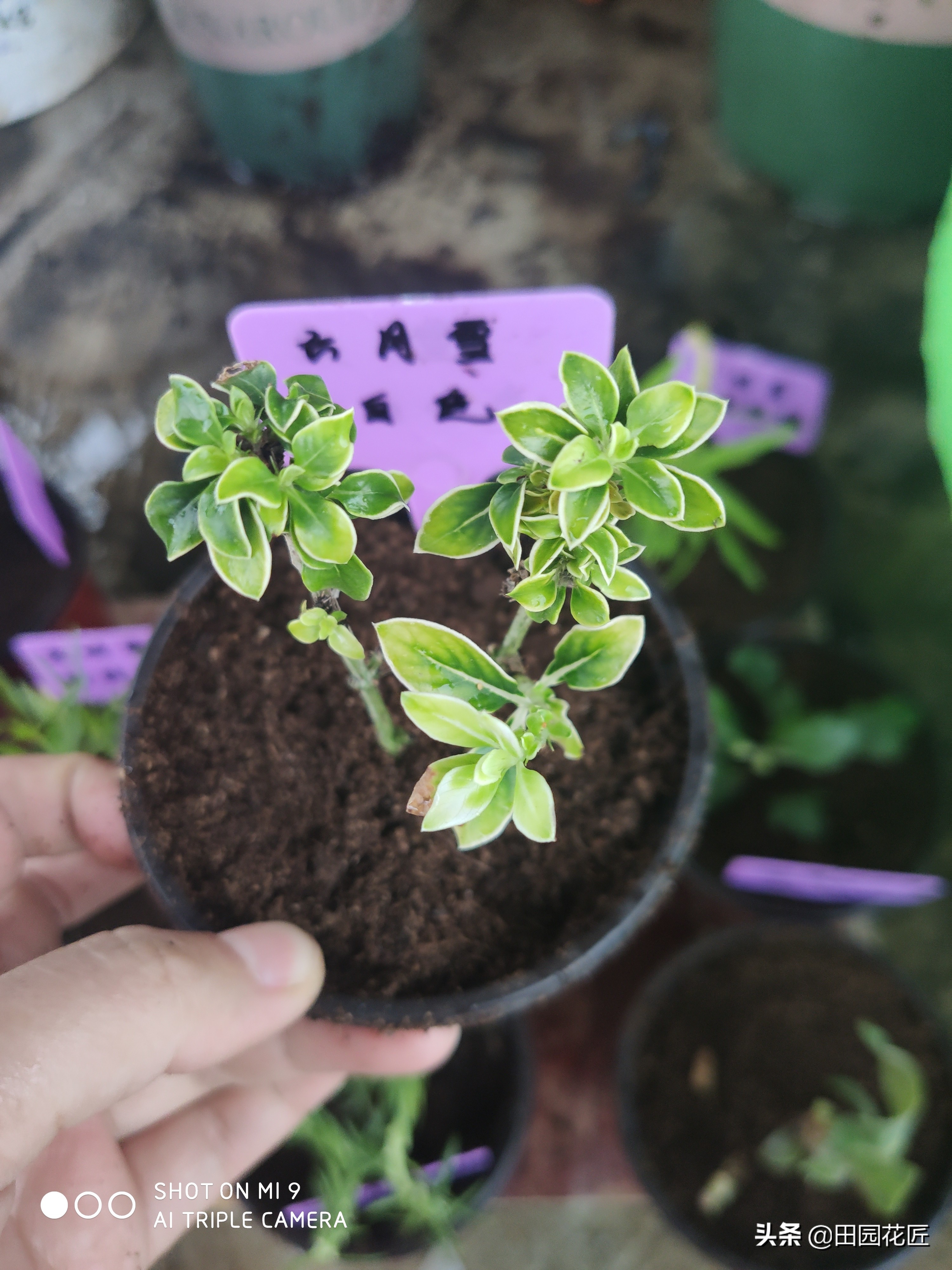 六月雪，黄叶、黑叶、落叶？养护注意这几点，枝繁叶茂不再落叶