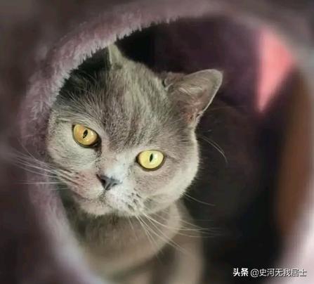 岁月如歌深情,岁月如歌粤语女生深情版