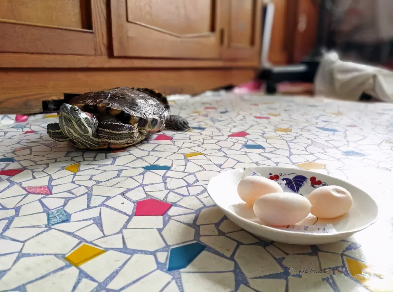 单身乌龟下了3个蛋，主人却满脸问号：这能生出幼崽吗？