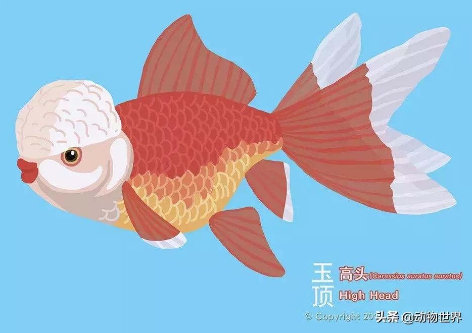 金鱼品种介绍之龙睛高头,金鱼狮子头品种图片大全集