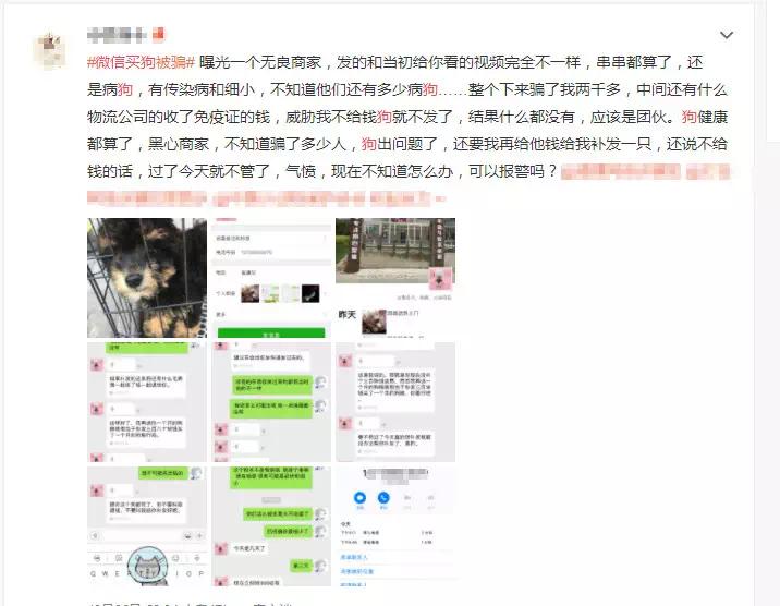 网上买比熊和博美,买博美犬和比熊