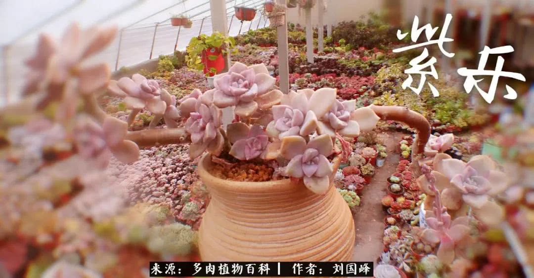 七百元打造的多肉王国，你还缺什么？