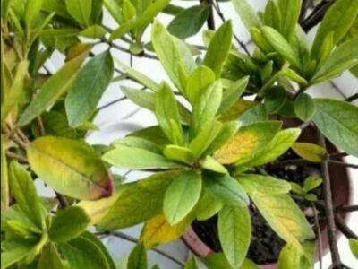 喇叭花叶子发黄怎么挽救,家里养花叶子发黄是什么原因