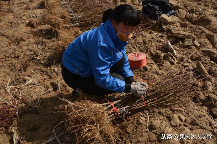 种植桃树的间距是很有讲究的,科学合理的种植模式
