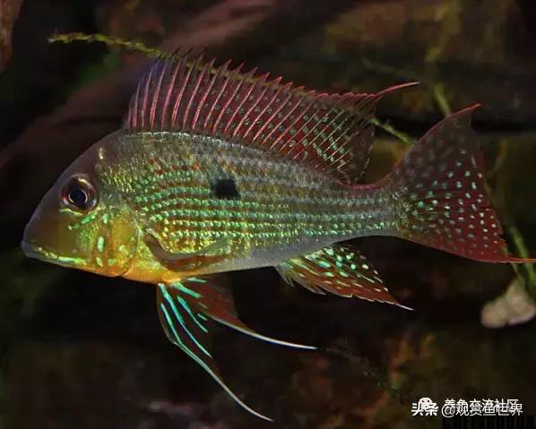 食土鲷一般多大尺寸,食土鲷哪个品种小一点