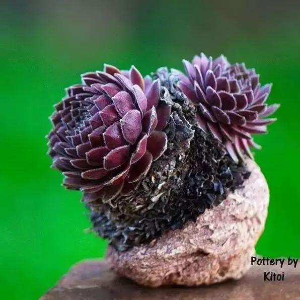 大叔养多肉20年，一片叶子上万块，盆盆都快成精了！