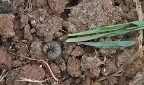 防治蔬菜地下害虫的无公害农药,蔬菜害虫种类及防治ppt