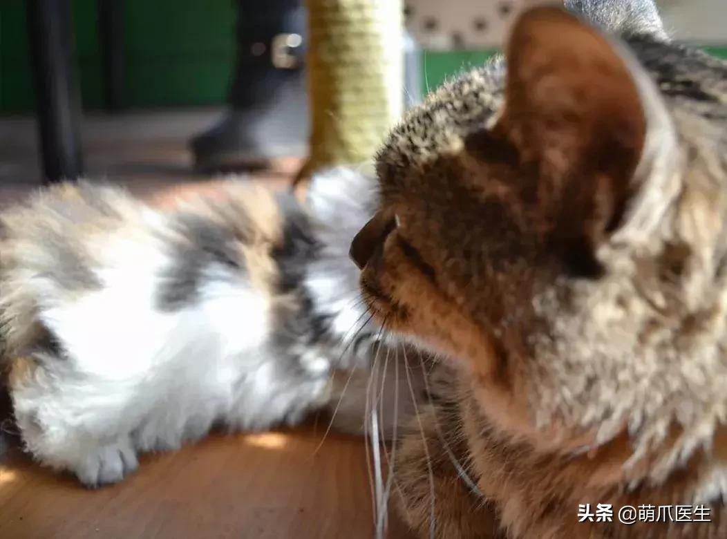 领养一只猫真的很难吗,领养很难