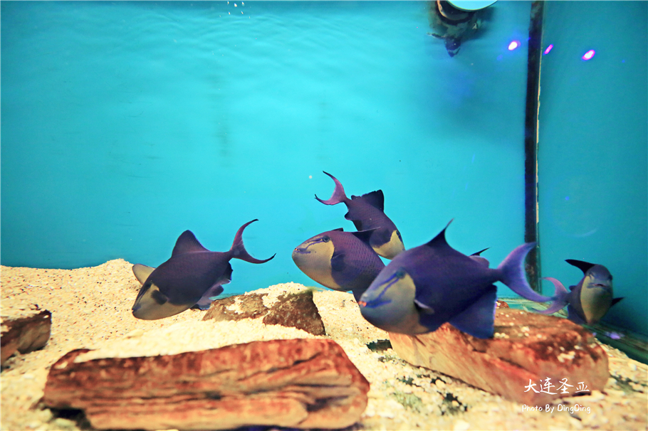 北方明珠活力四射的浪漫之都大连，国内最具特色的海洋世界圣亚