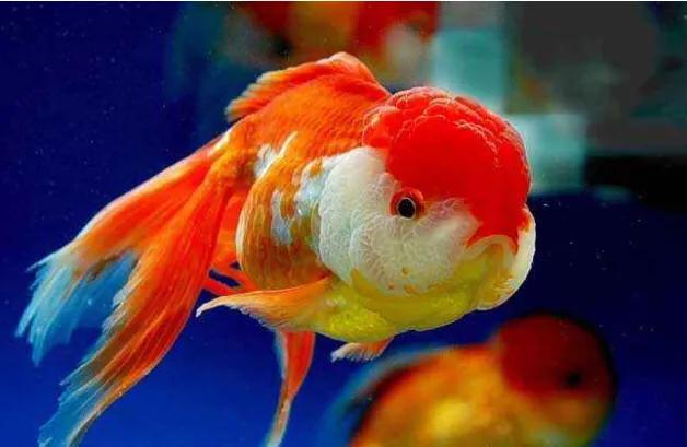 什么金鱼最好养又能繁殖,什么金鱼最容易繁殖