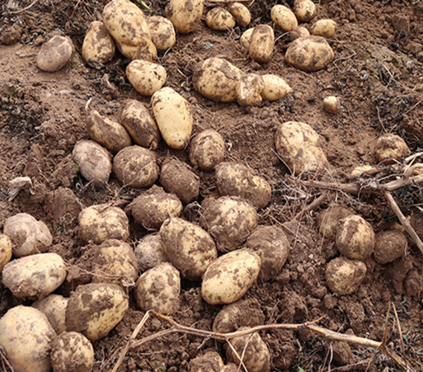 种植土豆不光滑？黄瓜、茄子、辣椒易长弯？用这些方法帮你解决