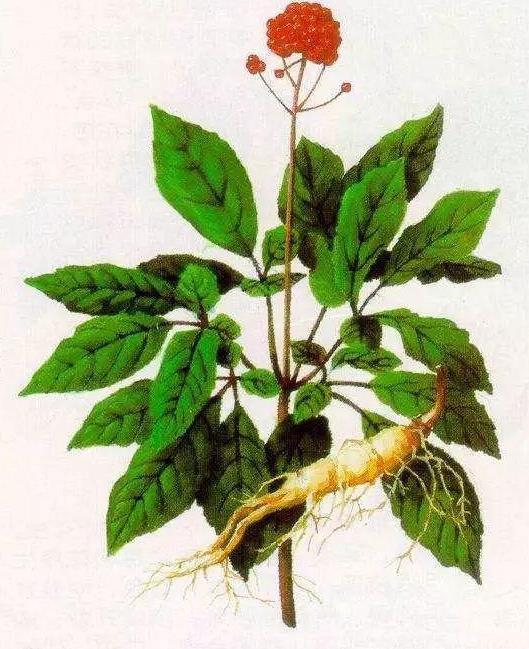 黛玉和宝钗有深度的对比,黛玉与宝钗之争