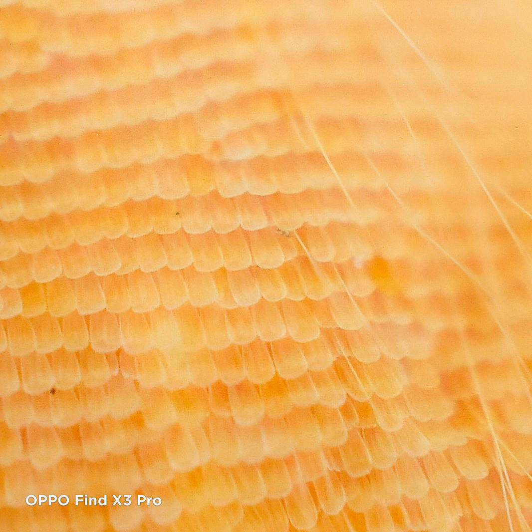 5月份拍照新机发布,5月手机热度排行