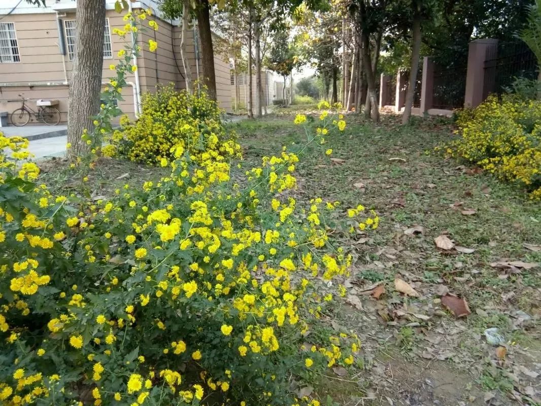 草木人间*我说的小*菊黄**,是好吃的菊花脑