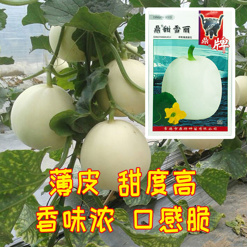 又香又甜的甜瓜熟了,薄皮甜瓜种植大全