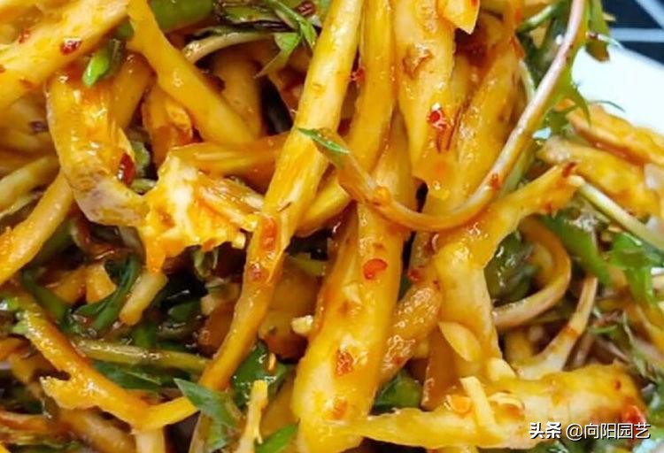 山上采摘的婆婆丁能喝吗,婆婆丁能和苦姑娘一起喝吗